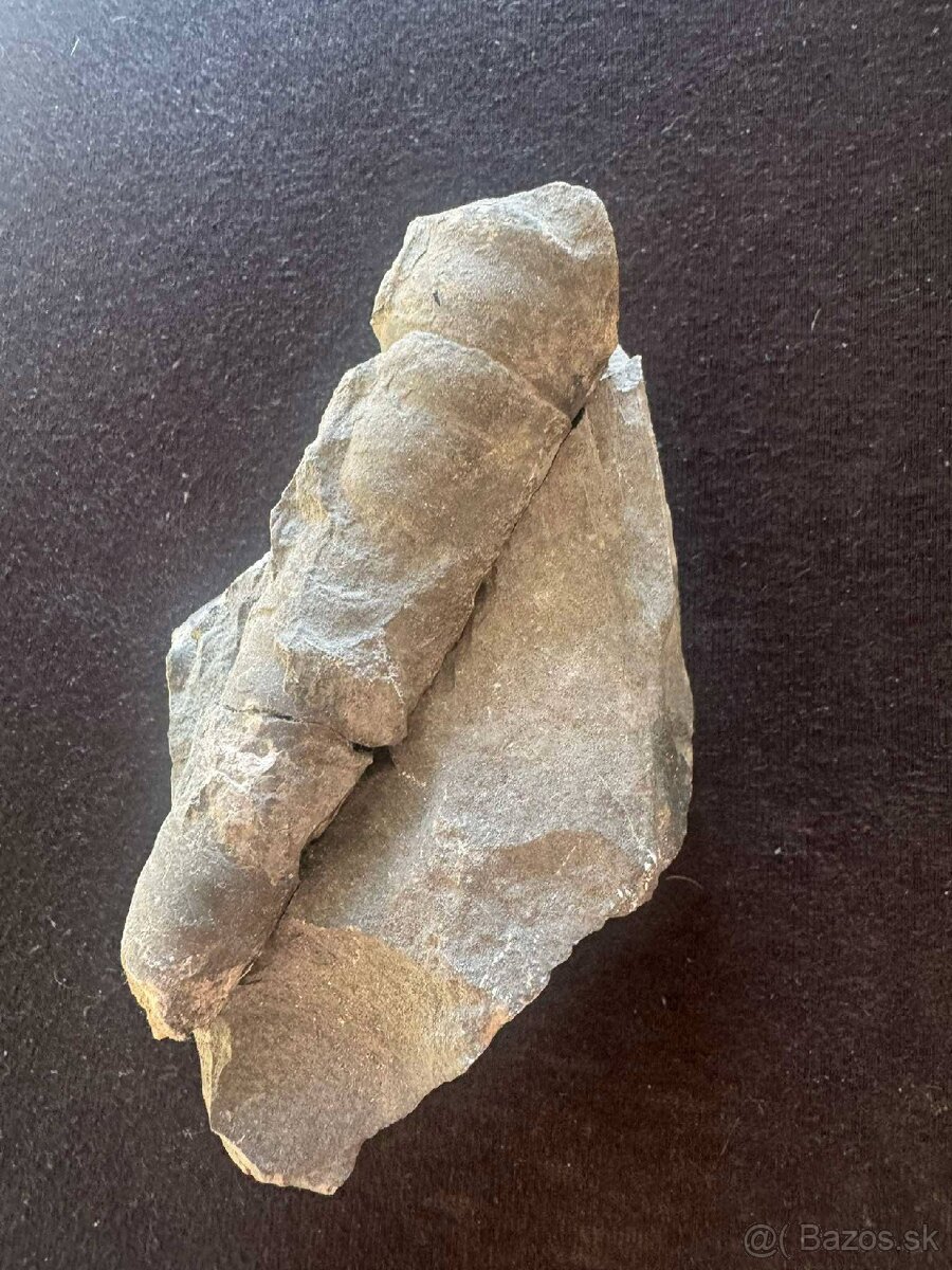 Skameneliny Orthoceras - 2