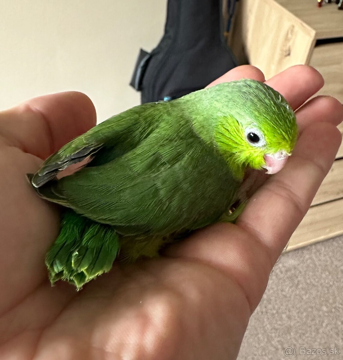 Papagáj forpus - 2