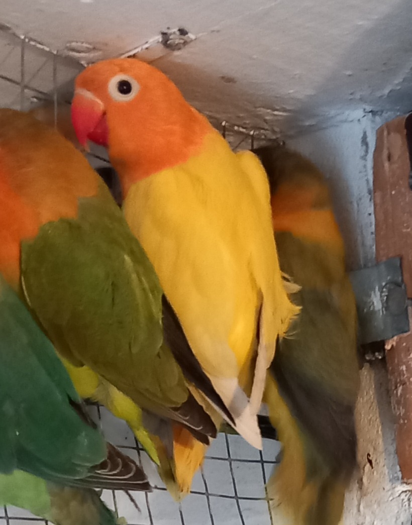 Agapornis fischeri - 2