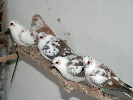 drobotina-len volať - 2