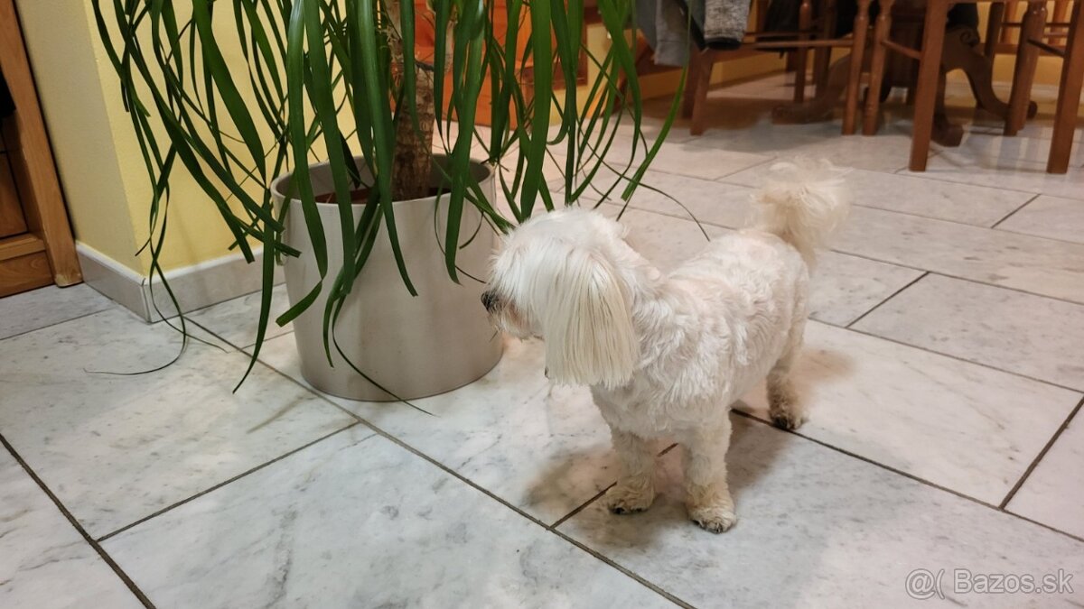 Maltézsky psík na krytie - 2