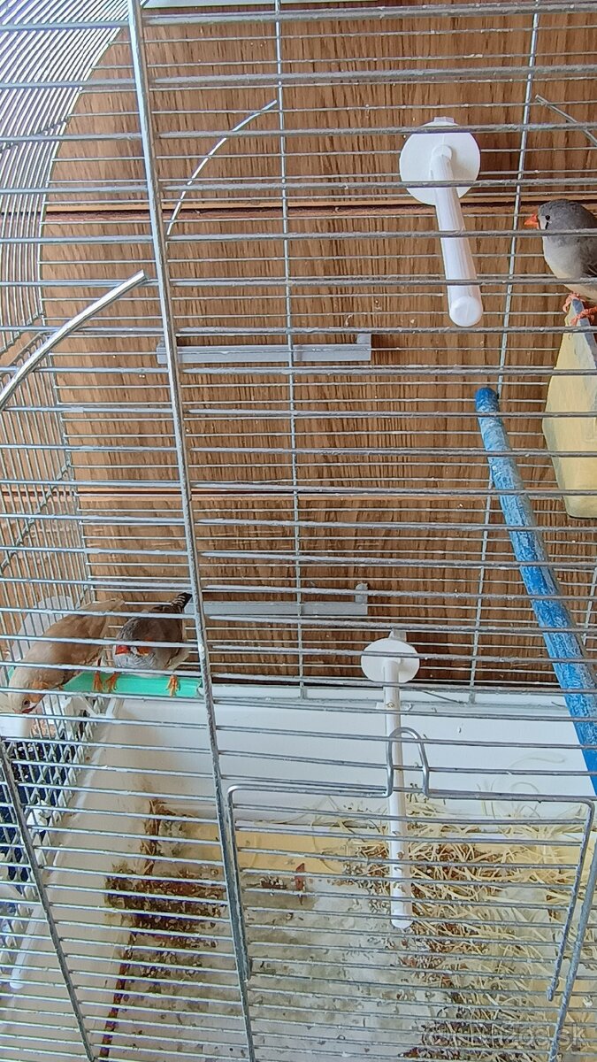 Zebrička,klietka - 2