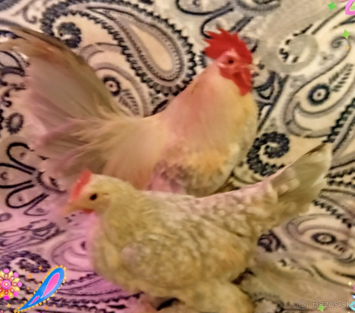 MINI MILFLÉR kohútik - 2