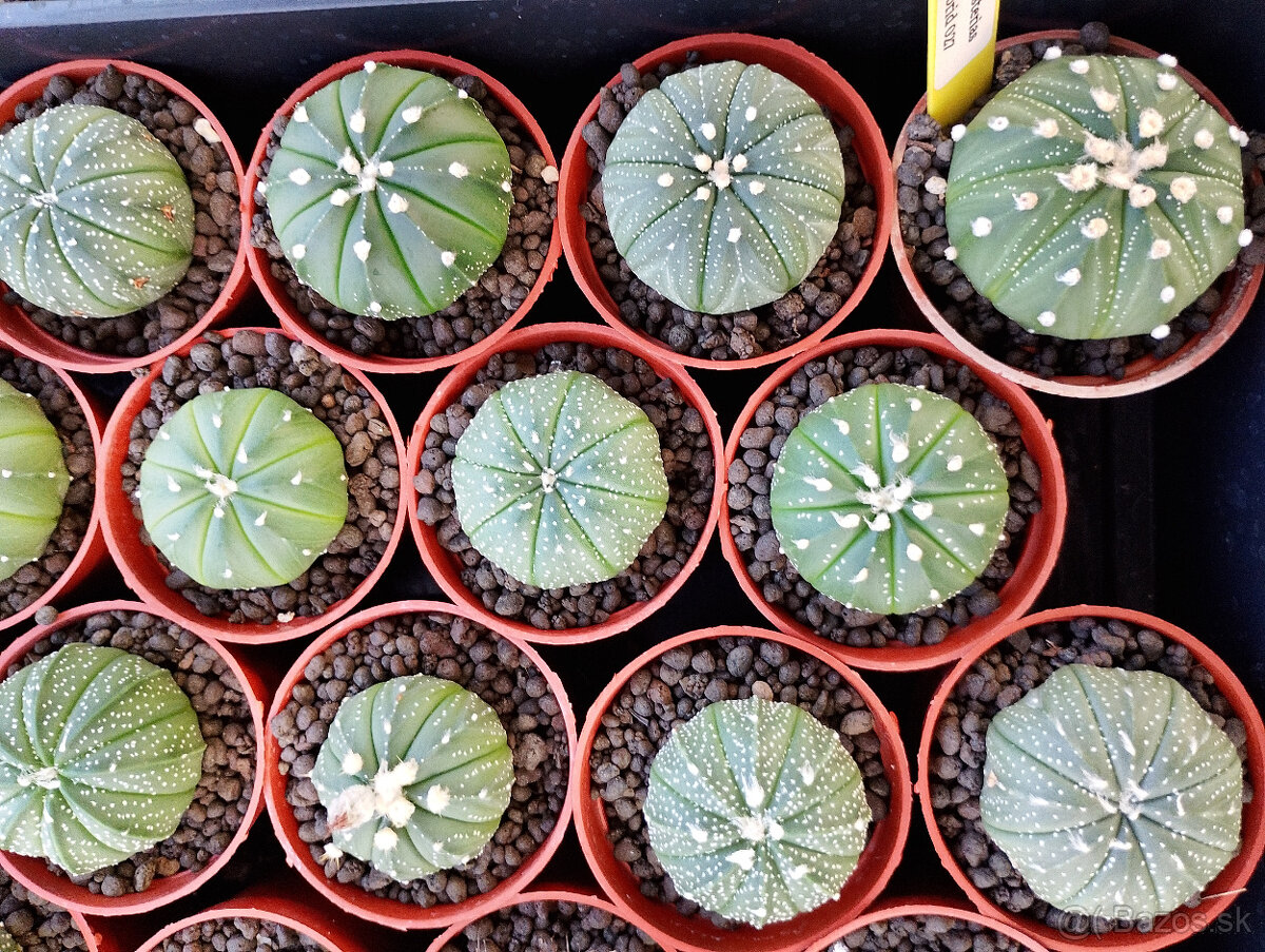 Astrophytum asterias hybridy - 2