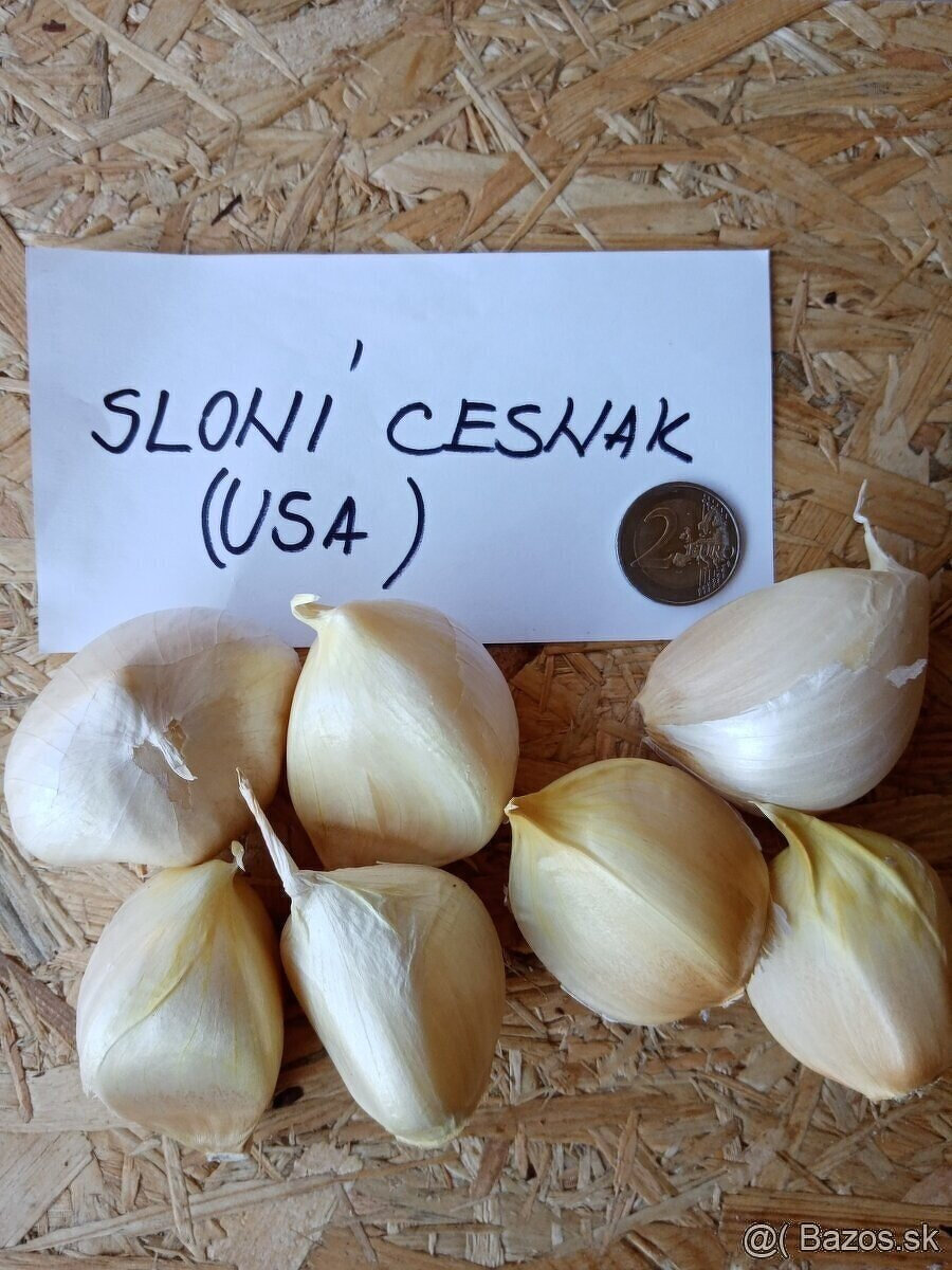 Sloni cesnak - 2