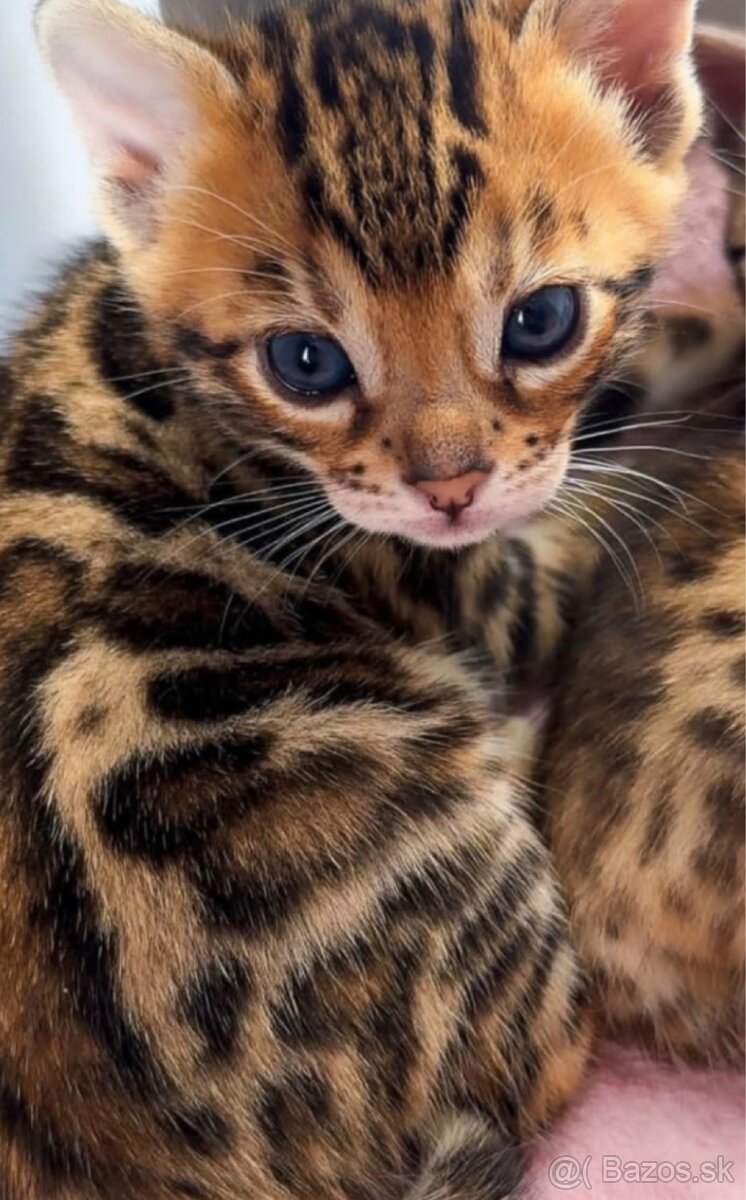 🐆 BENGÁLSKE MAČKY – 6 MESIACOV 🐆 - 2