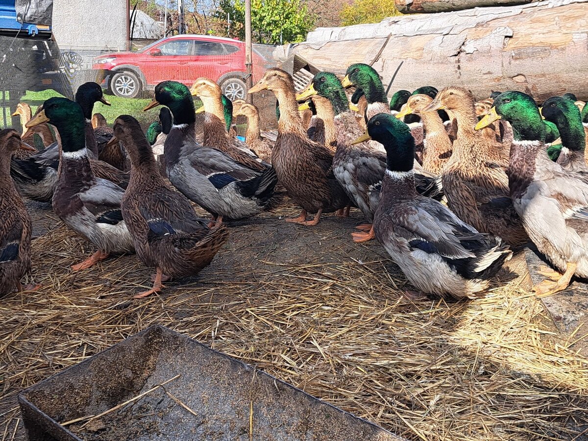 Ruánska kačica - 2