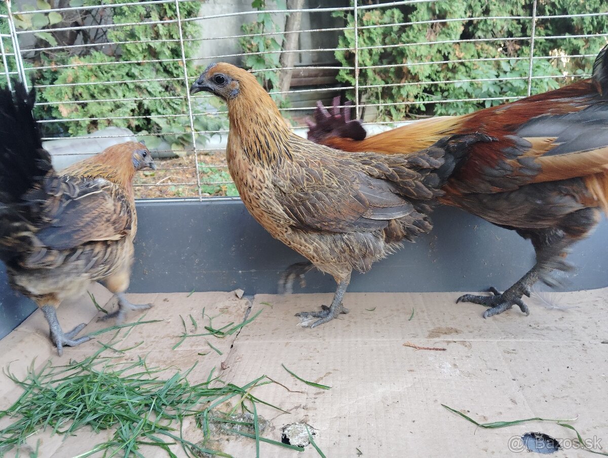 Predám ayam cenami modré červené - 2