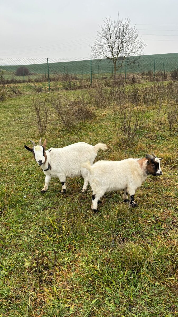 Darujem dve Holandské minikozy - 2