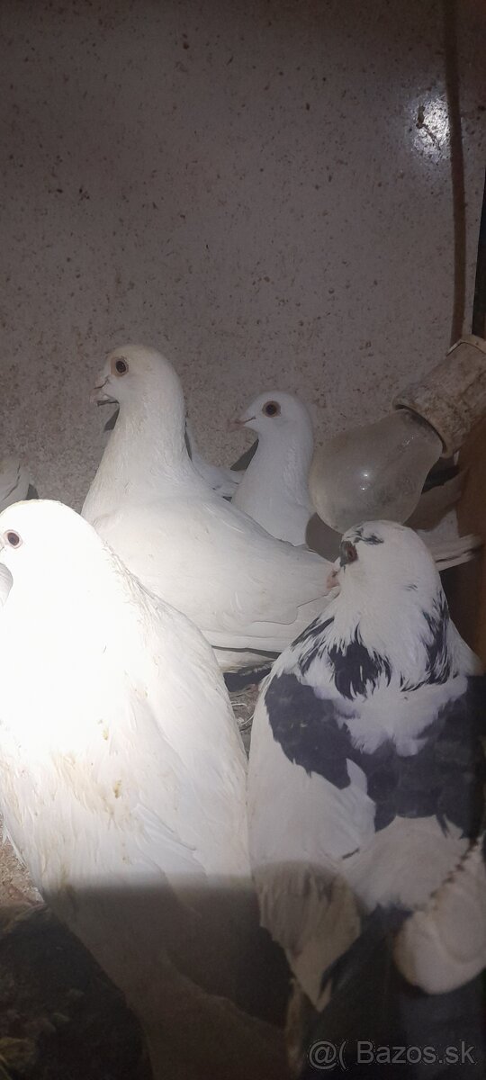 Holuby - 2
