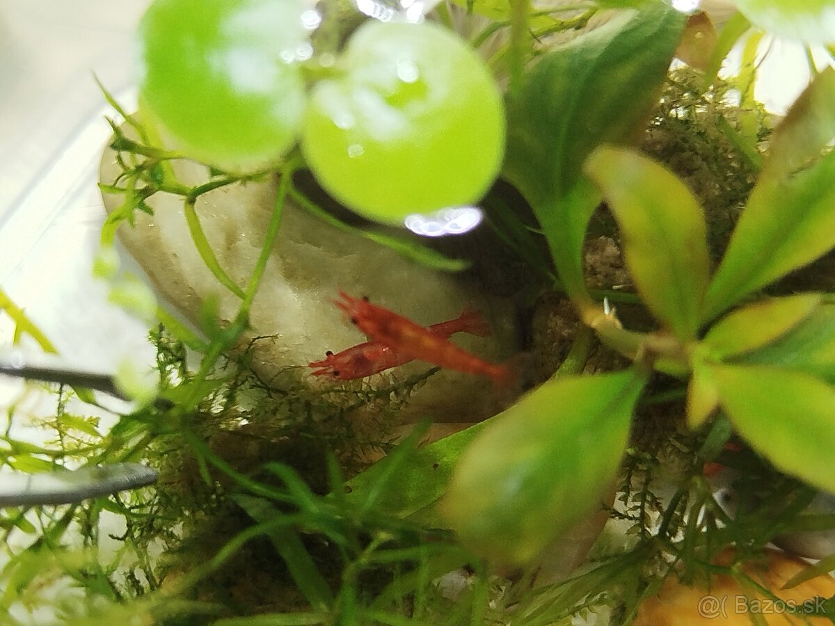 Balíček do akvária – mladé krevety + slimáky - 2