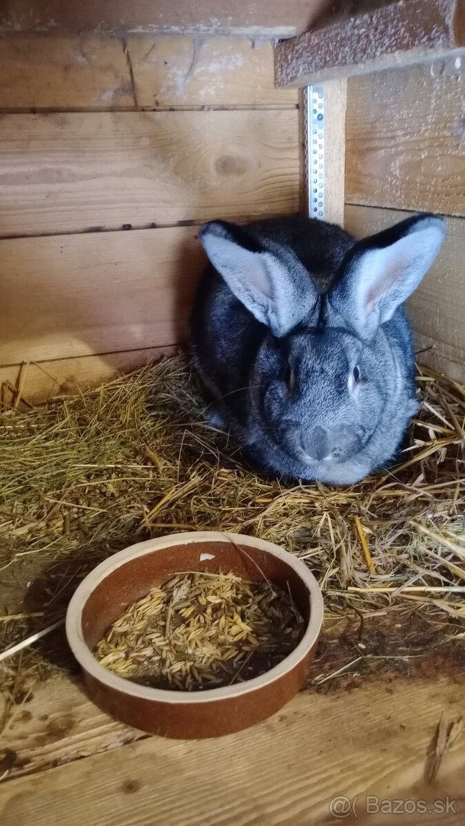 Predám kralika - 2