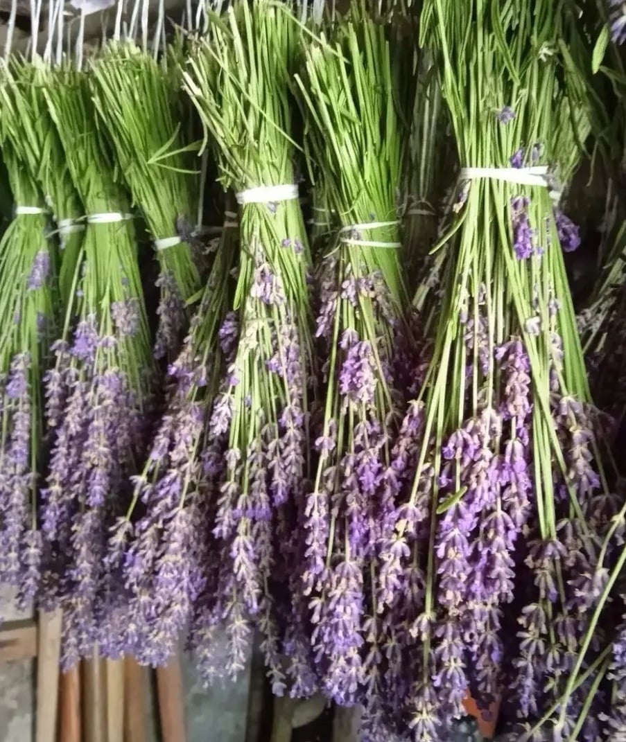 Sušená levanduľa - 2