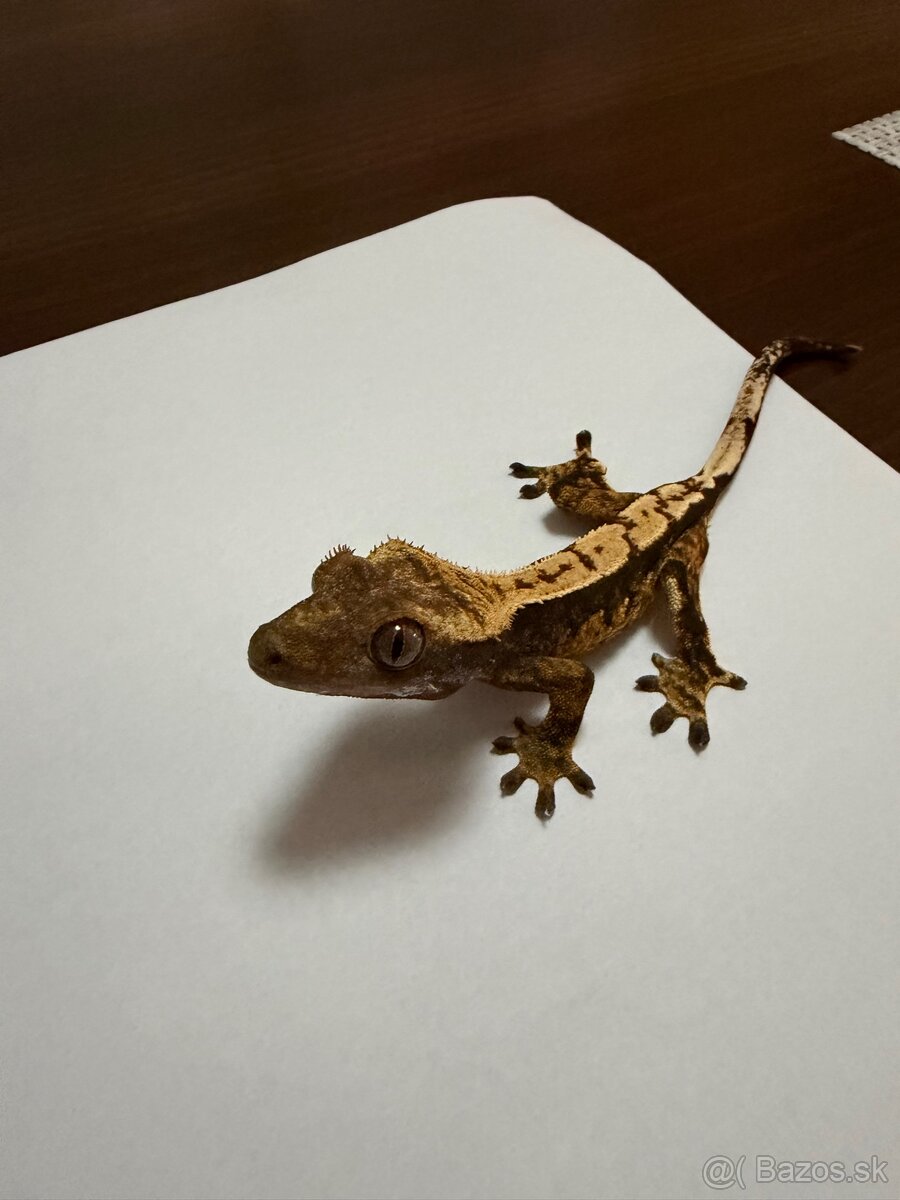 Pagekon riasnatý - 2