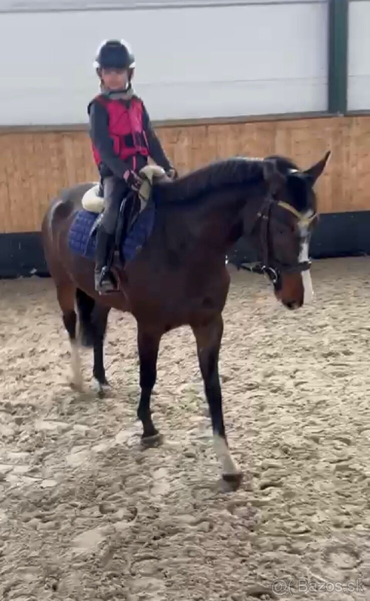 Predám 5 ročnú zangersheide kobylu - 2