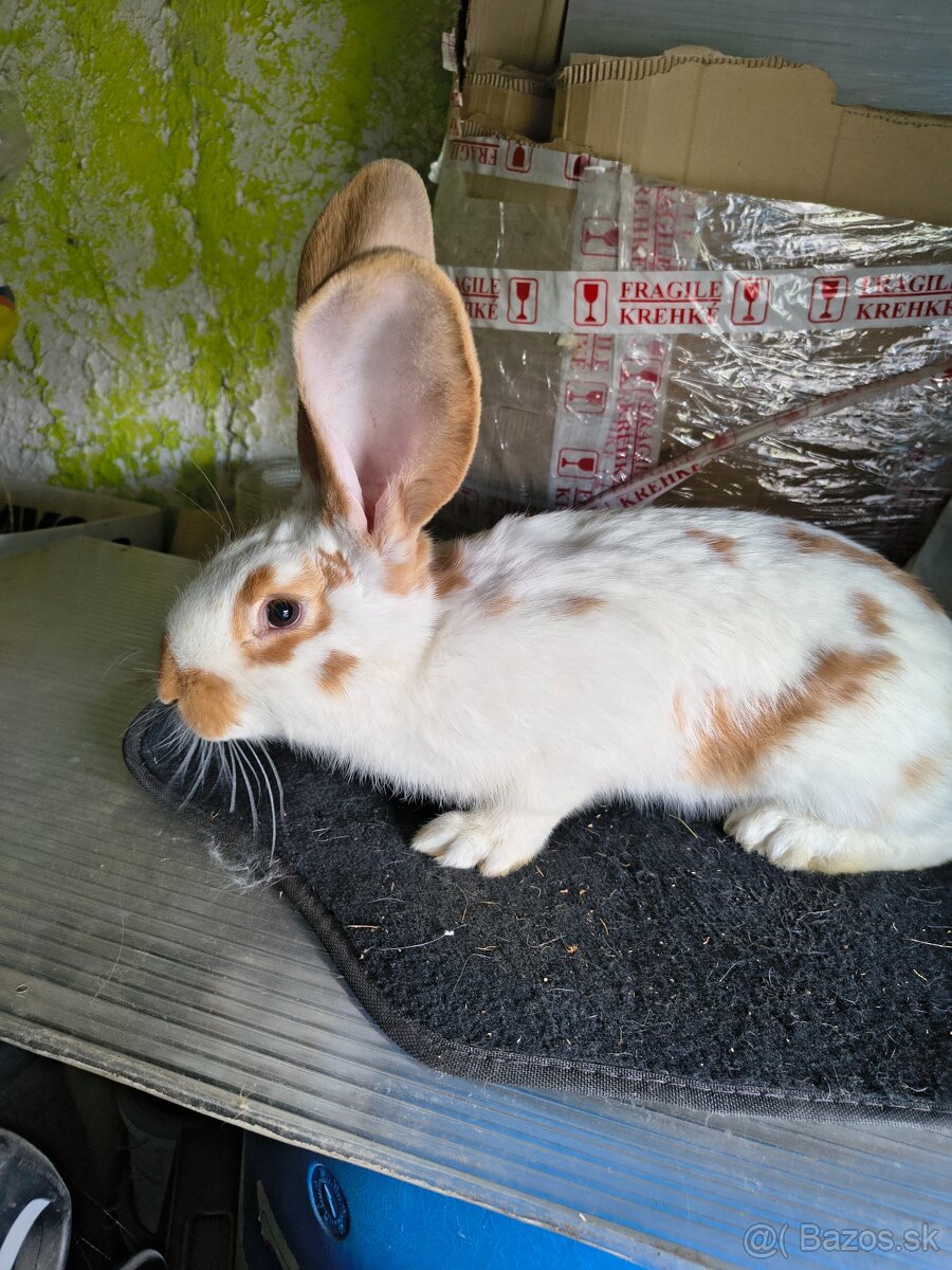 Belgicky obor a Nos - 2