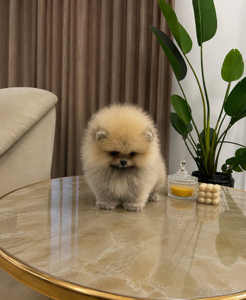 Pomeranian chlapček - 2