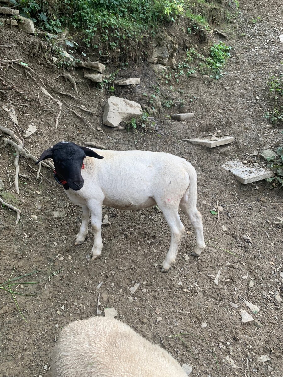 Predám barana dorper - 2