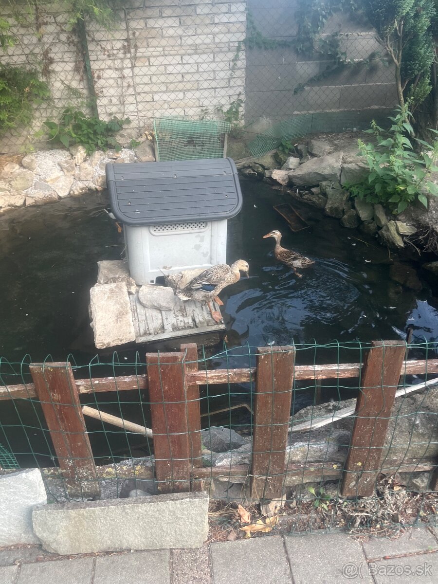 Predám kačičky - 2