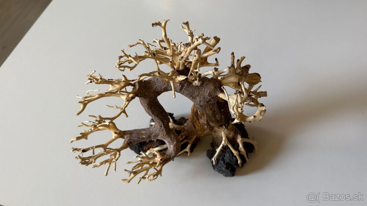 Bonsai Driftwood - 2
