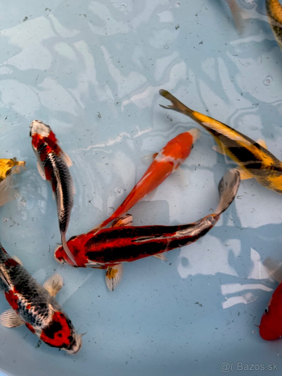 Koi kapor - 2