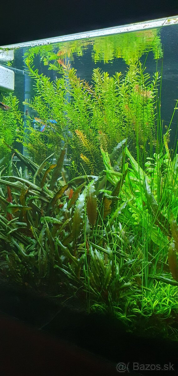Akvarijné rastliny - 2