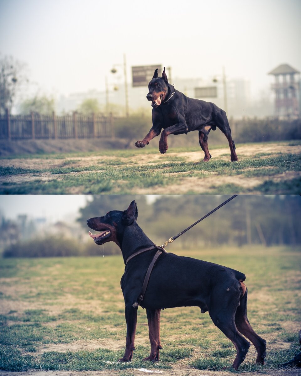 Rezervácie šteniatka kupirovane doberman - 2
