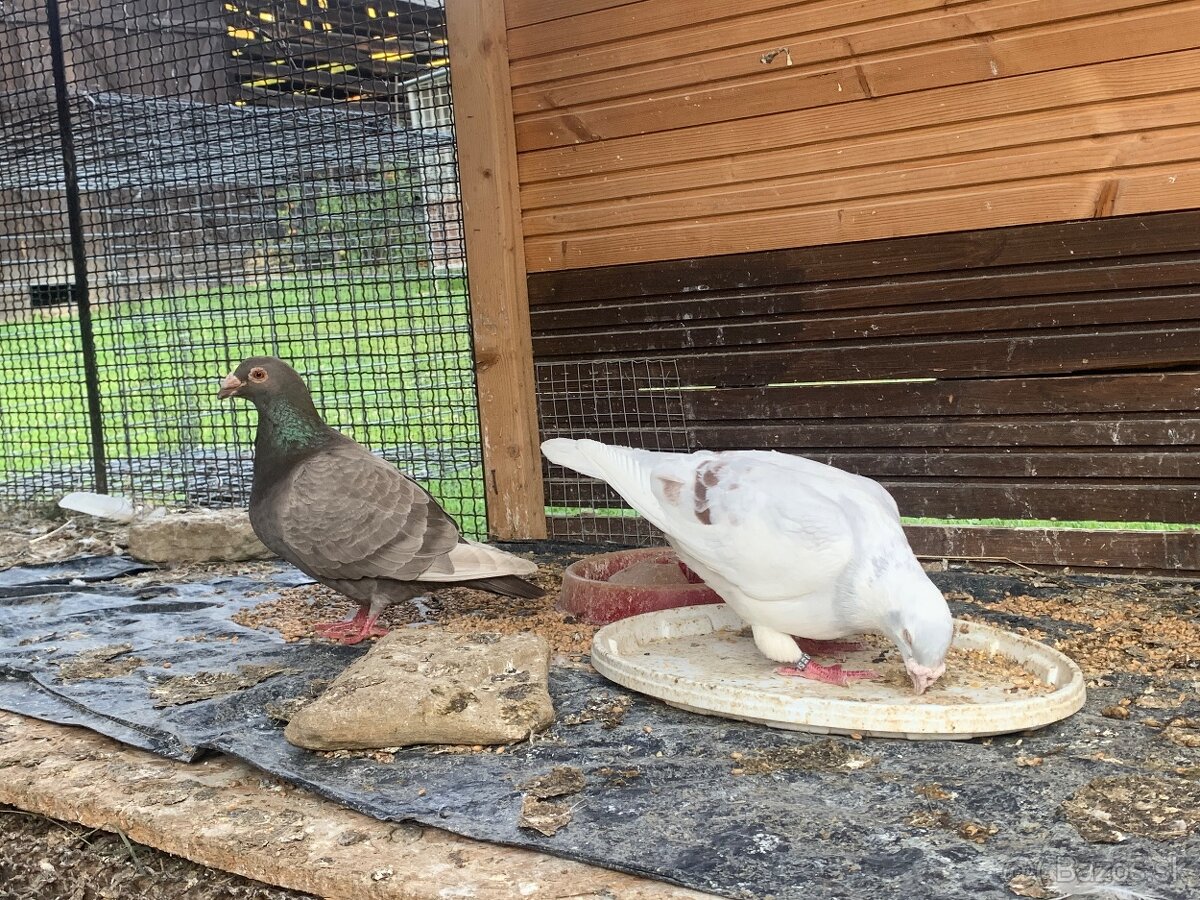 Predám poštové holuby - 2
