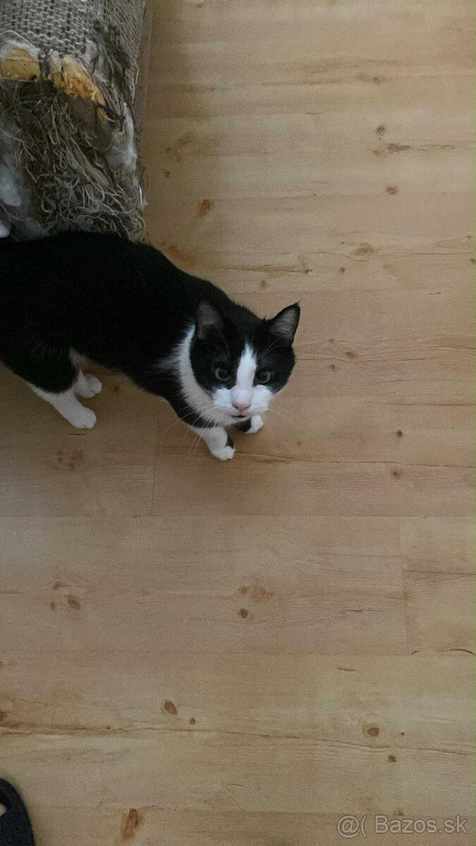 Darujem do dobrých ruk mačičky - 2
