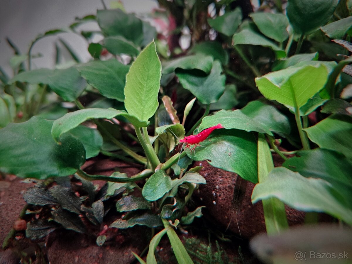 Krevetky - Neocaridina davidi bloody mary - 2