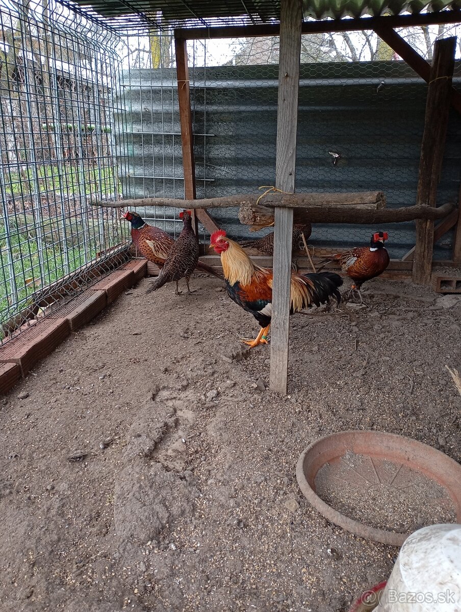 Velsumka zdrobnela - 2