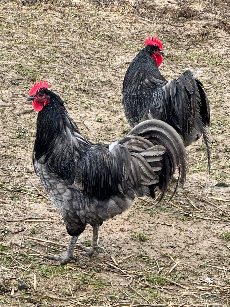 Australorpka - 2
