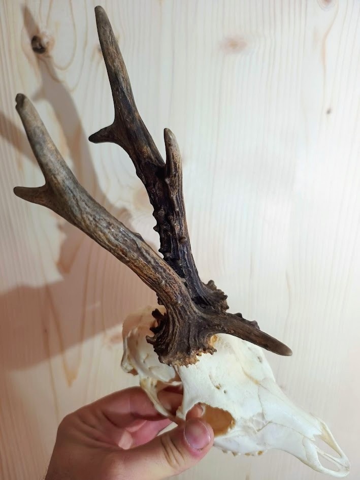 Trofej trofeje parohy parožie zhody,,, - 2