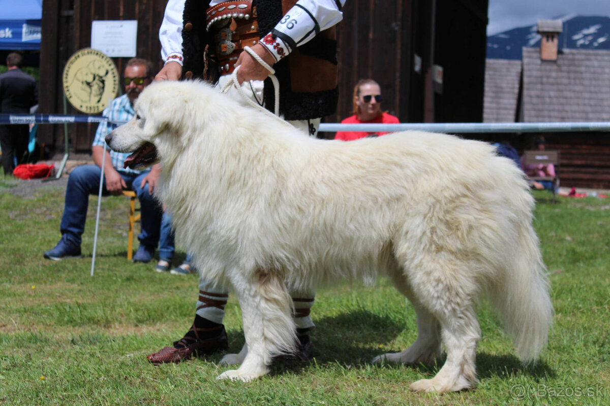Slovenský čuvač - 2