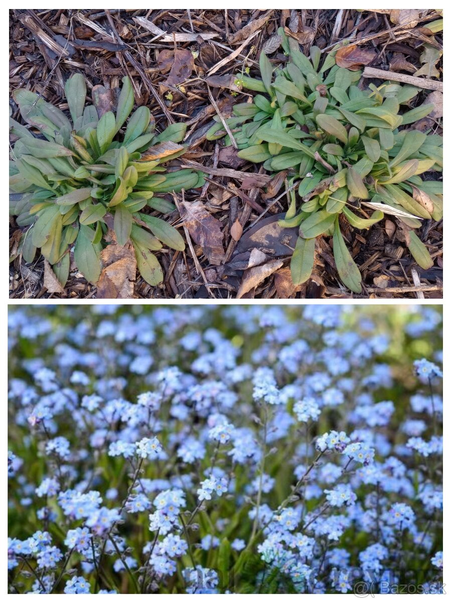 Trvalkový záhon do tieňa - 2