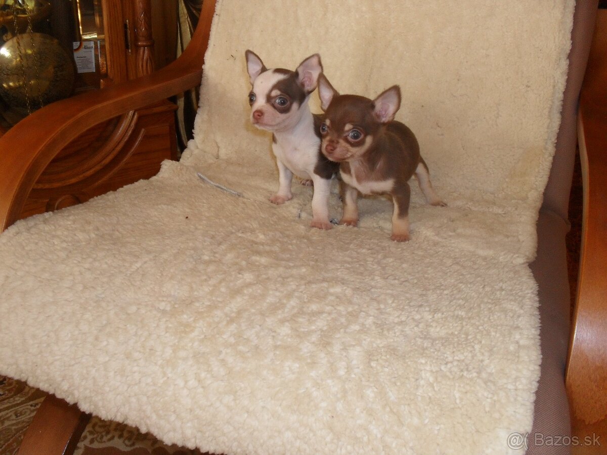 civava krátkosrstá - 2