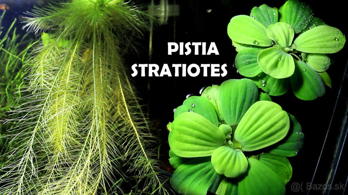 Pistia stratiotes - 2