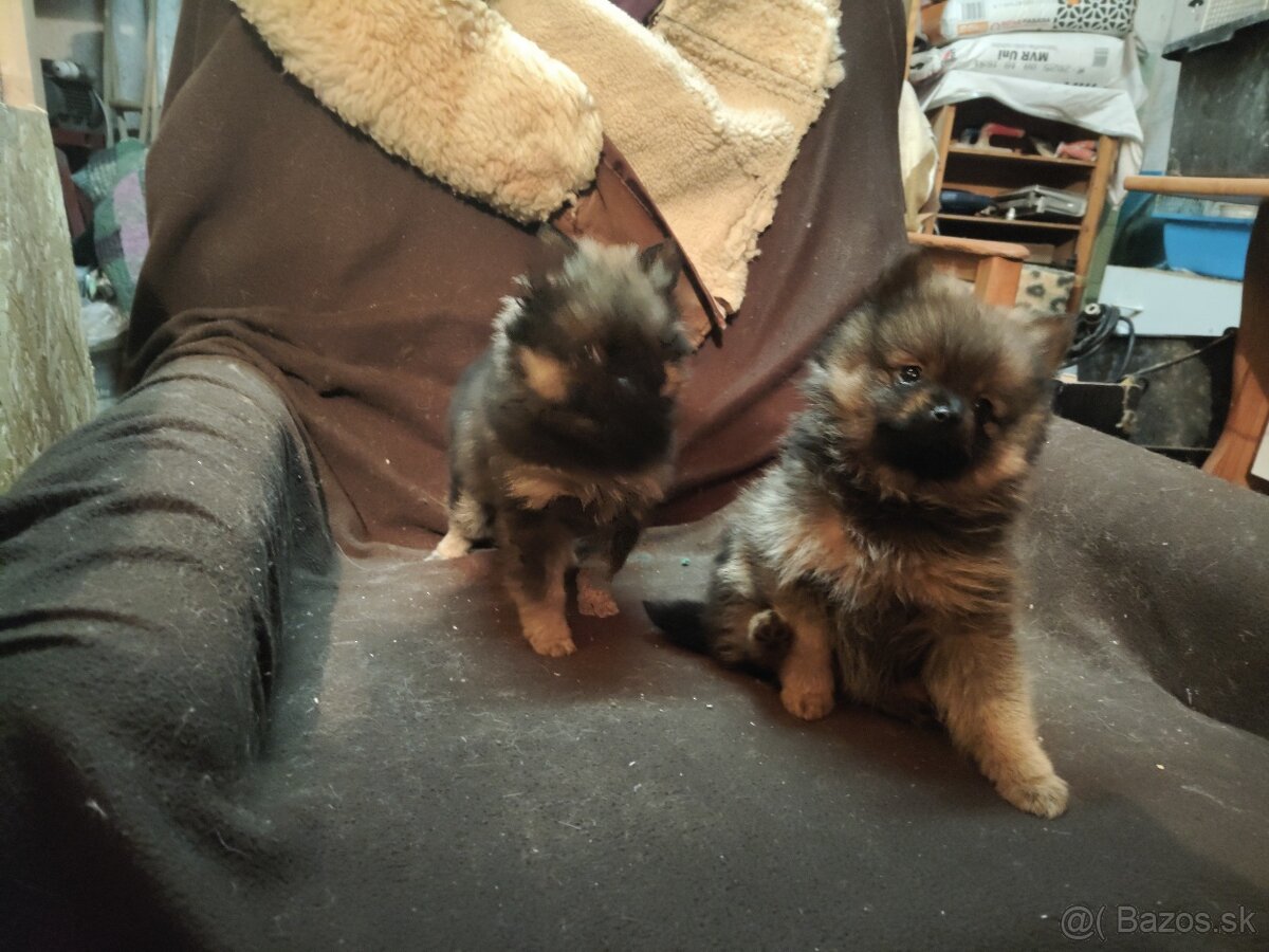 Predaj šteniatok - 2