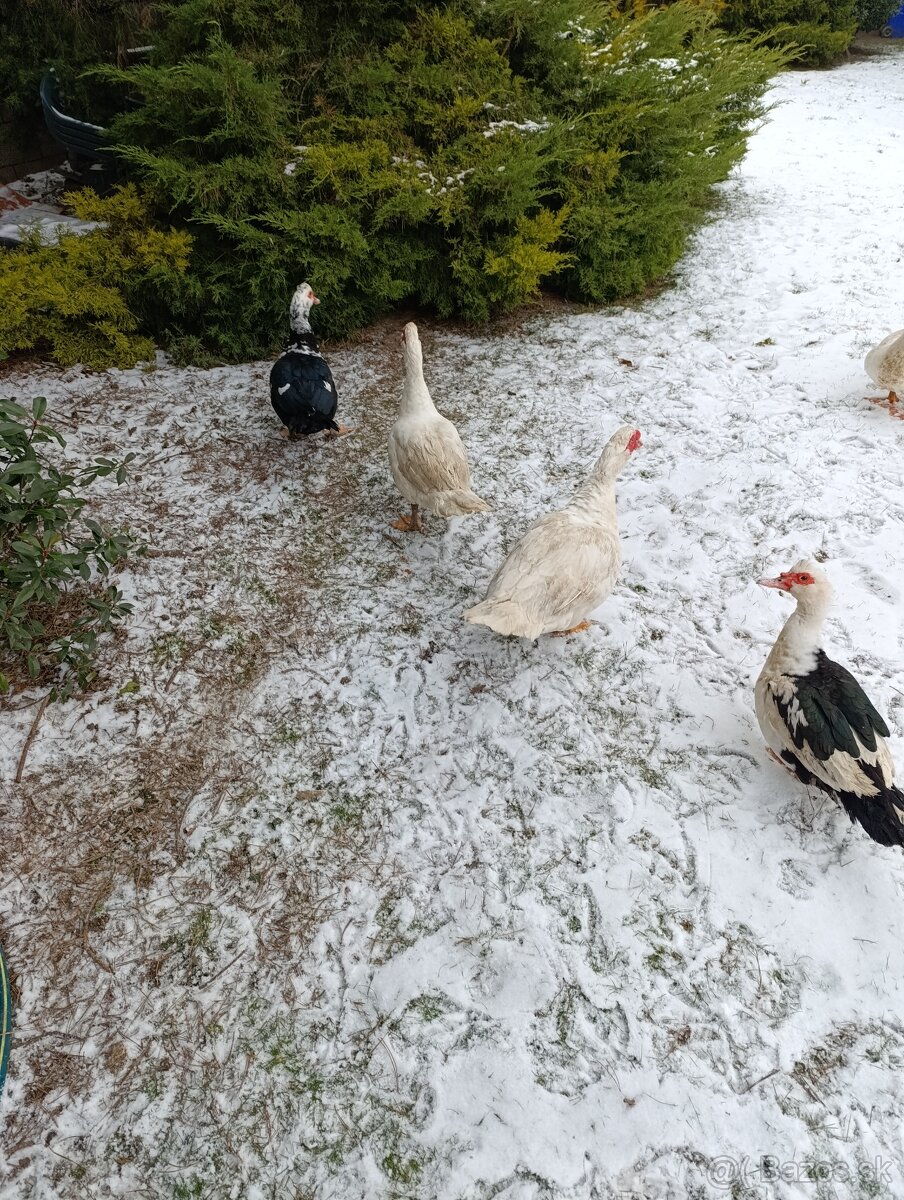 Predám pižmové kačice - 2