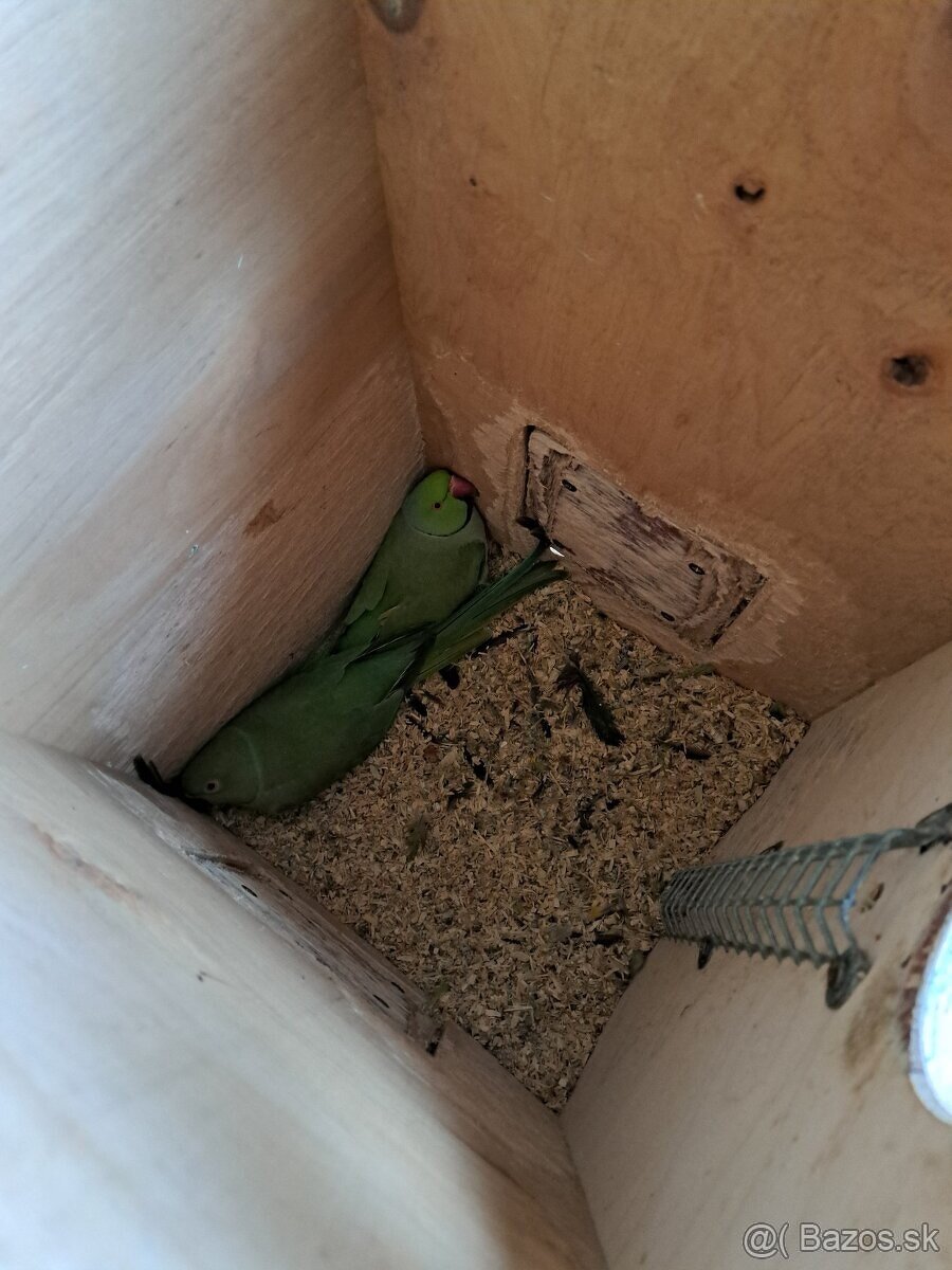 Chovná párka ALEXANDER MALY - 2