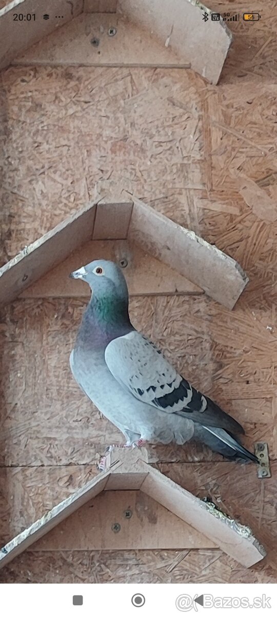 Holuby - 2