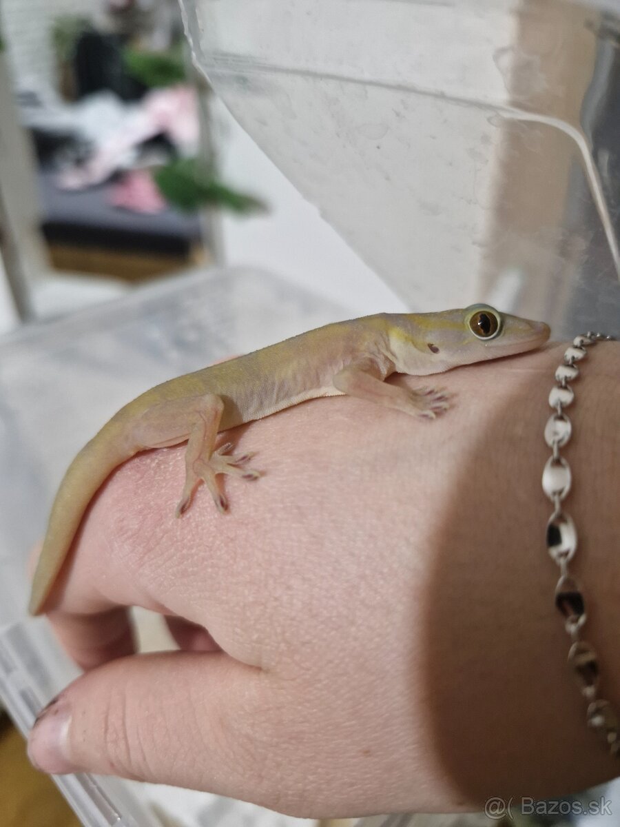 Gekon zlatý - 2