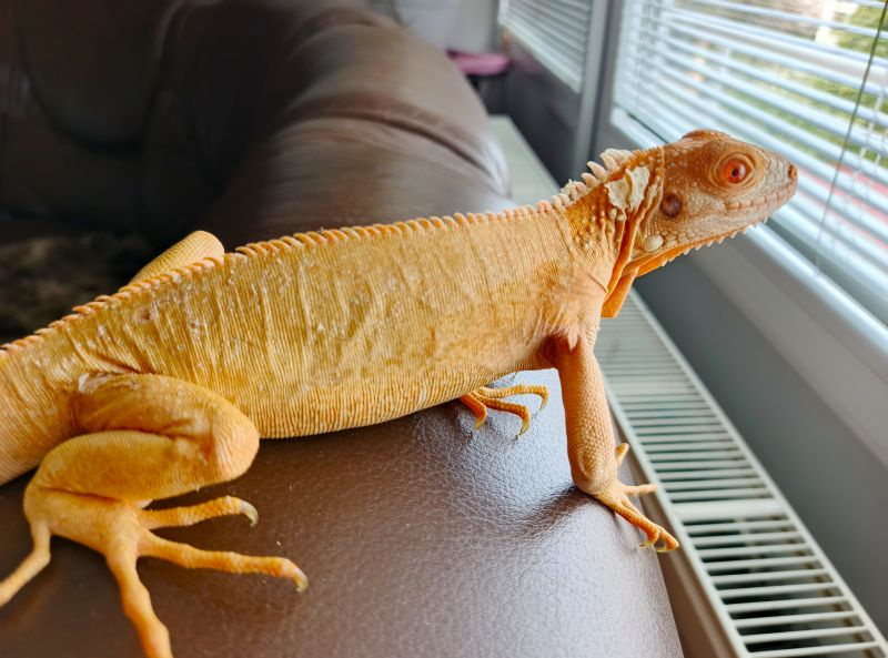 Pár leguán Albíno - 2