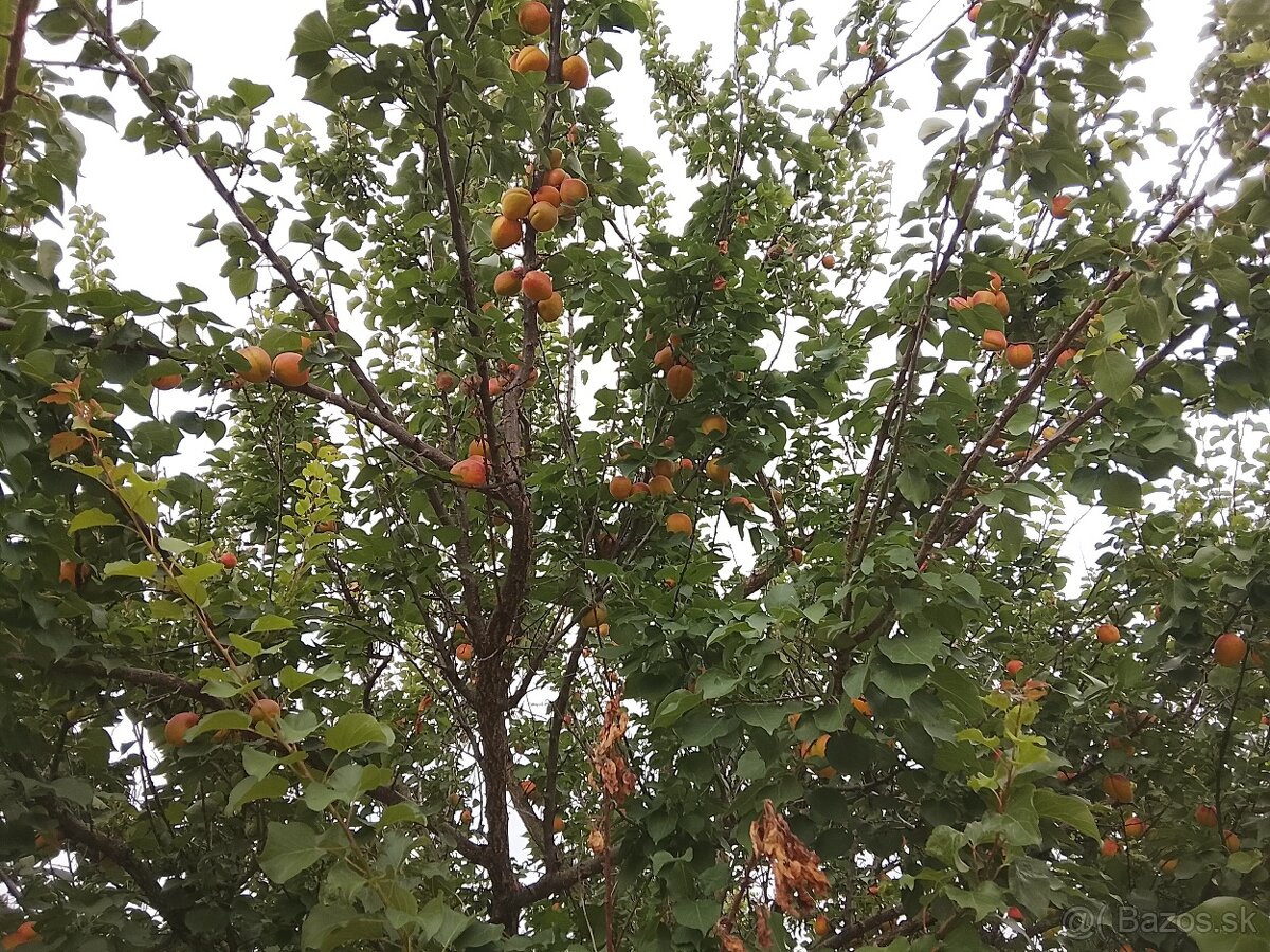 Marhule na predaj - 2