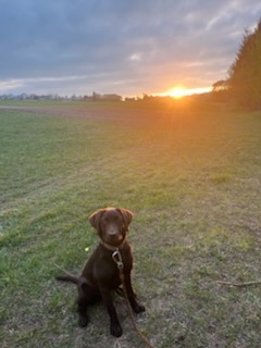 Labrador - 10. Mesačná. - 2