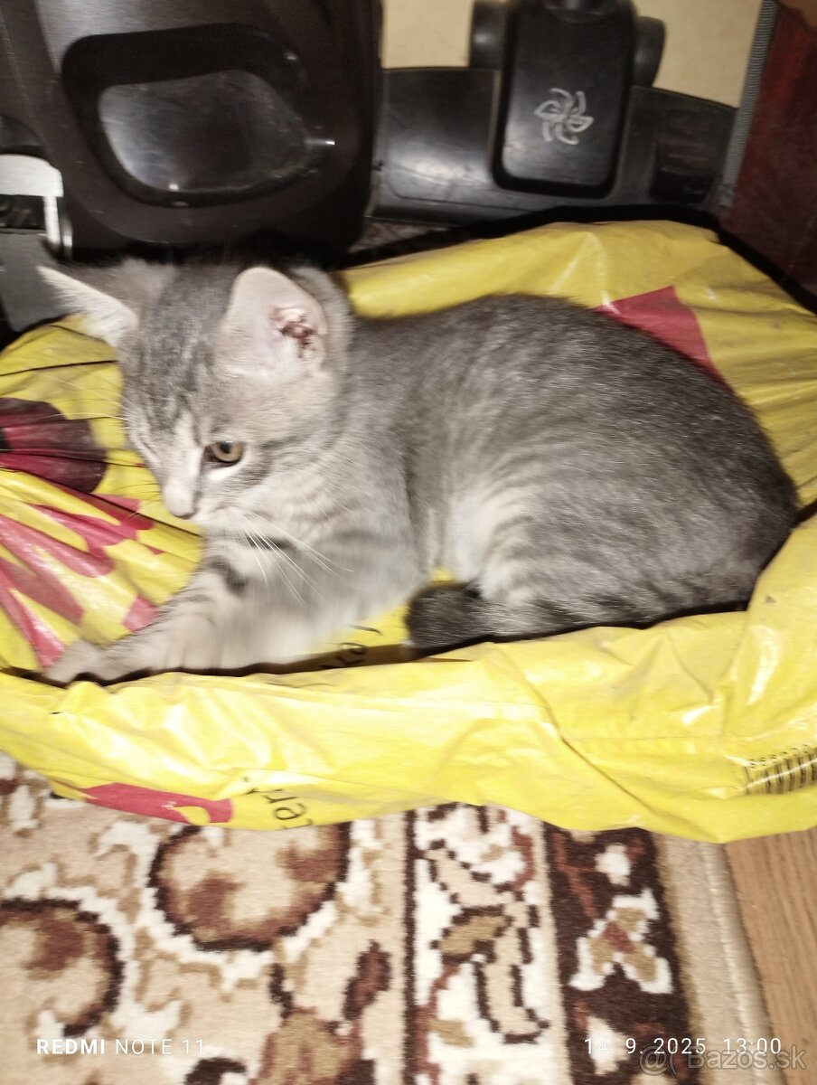 Darujem 2 mesačné mačičky - 2