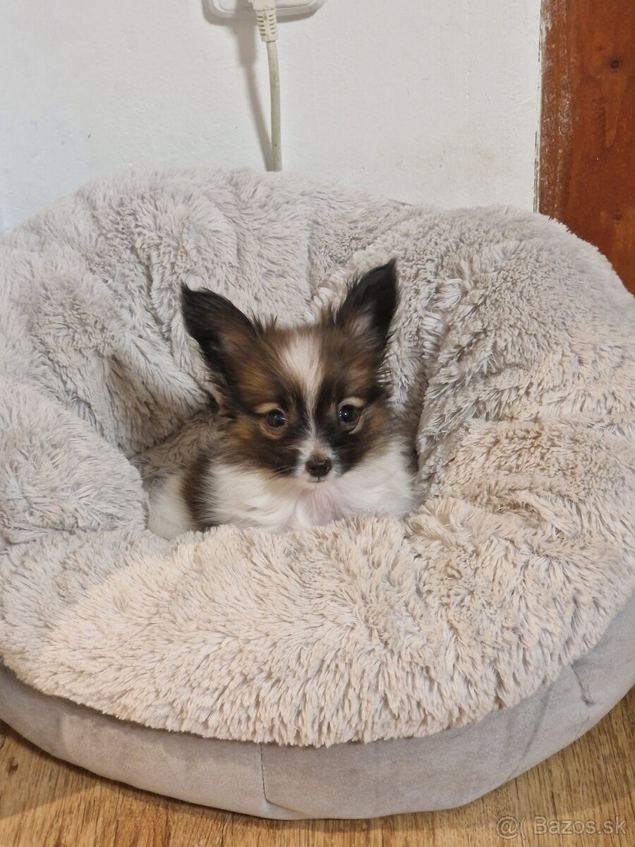 Papillon šteniatko - 2