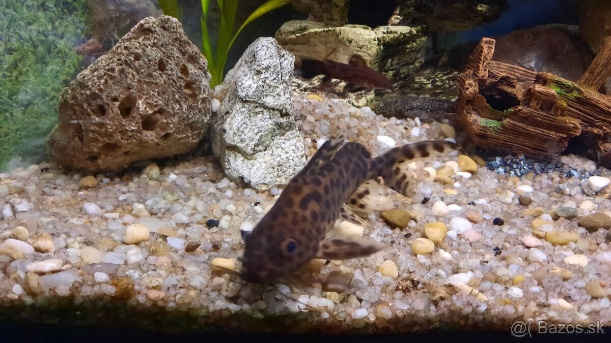 Synodontis a Pancierniček Trinidadský - Megalechis - 2