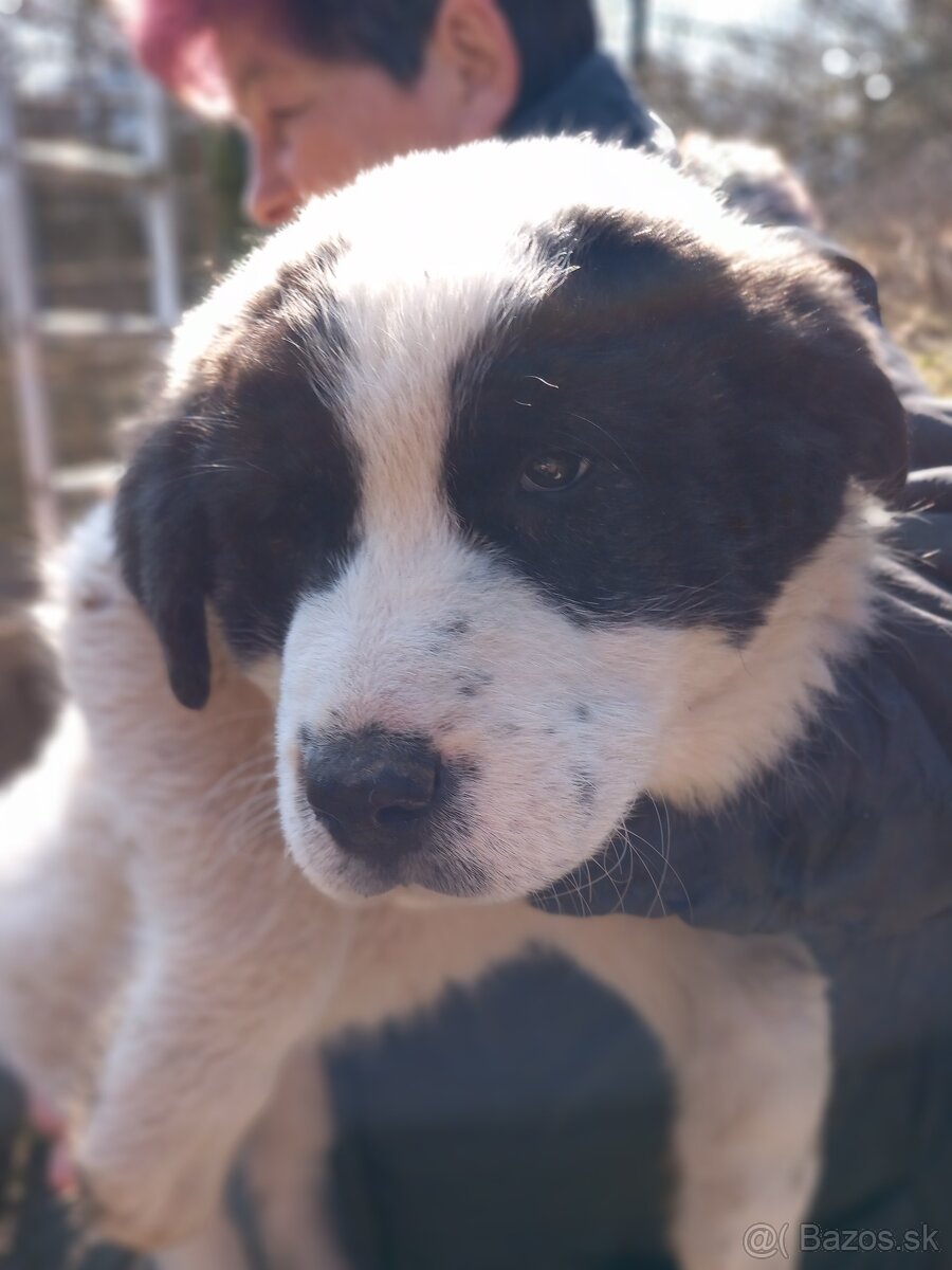 Stredoázijský ovčiak - 2