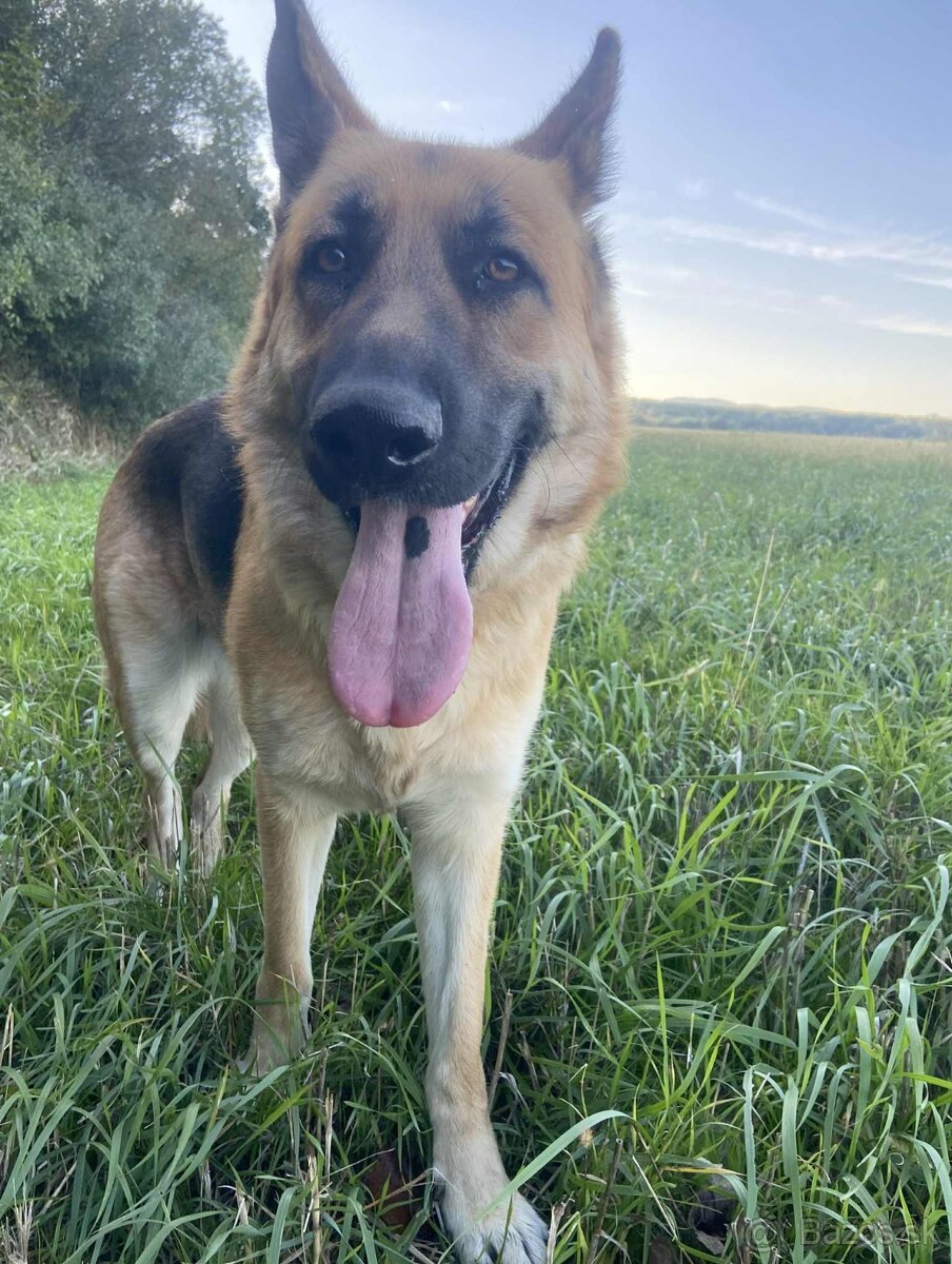 Nemecký ovčiak - 2